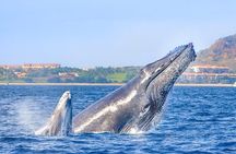 Hear the whales! World class whale watching!