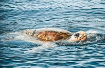 Cruise with Dolphins in Byron Bay