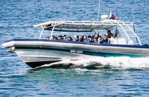 Cruise with Dolphins in Byron Bay