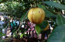 Zanzibar Spice Farm Tour