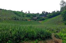 1 Day Trekking Group Tour With Bamboo Cooking / Chiang Rai