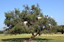 Private Essaouira Day Trip From Marrakech