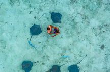 Bora Bora Eco Snorkel Cruise Including Snorkeling with Sharks and Stingrays