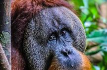 ONE DAY JUNGLE TREKKING 6-7 hours (see orang utan) + RAFTING in BUKIT LAWANG