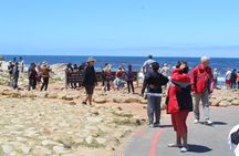 Cape of Good Hope T Mountain Bo-Kaap Penguins Private +Tickets 
