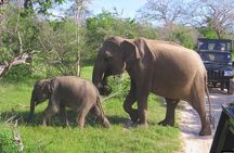 Udawalawe National park Safari From Galle/Mirissa/Weligama (All inclusive)