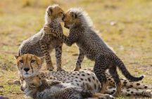 6 Day Maasai Mara, Lake Nakuru, Amboseli National Park