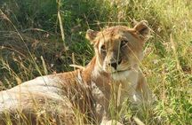 6 Day Maasai Mara, Lake Nakuru, Amboseli National Park