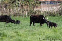 Camargue 4x4 Safari Day