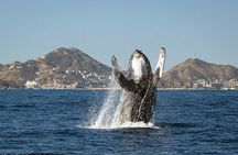 Hear the whales! World class whale watching!