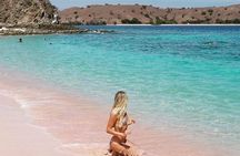 One Day Komodo Trip (Sailing)