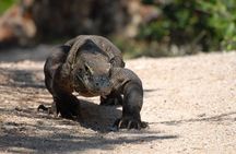 One Day Komodo Trip (Sailing)