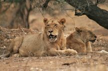 Morning Kruger National Park Safari