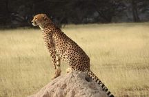 7 Days Maasai Mara National park , Amboseli parks and Nakuru safaris