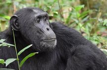 3 days Chimpanzee tracking Kibale Uganda