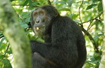3 days Chimpanzee tracking Kibale Uganda