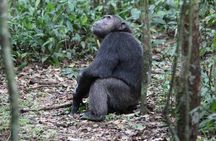3 days Chimpanzee tracking Kibale Uganda