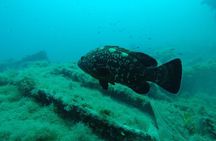 Octopus Rock Exploration - Certified Diver 