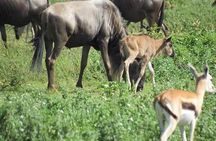 4 Days Mikumi National Park & Udzungwa From Dar es salaam / Zanzibar