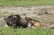 4 Days Mikumi National Park & Udzungwa From Dar es salaam / Zanzibar