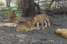 4 Days Mikumi National Park & Udzungwa From Dar es salaam / Zanzibar