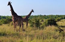 4 Days Mikumi National Park & Udzungwa From Dar es salaam / Zanzibar