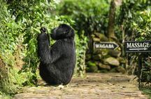 2-Day Gorilla Trek in Uganda