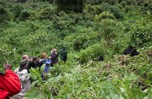 2-Day Gorilla Trek in Uganda