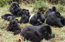 2-Day Gorilla Trek in Uganda