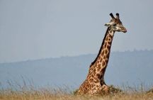6 Days Maasai Mara, L.Nakuru and L. Naivasha Safari.