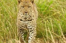 7 Days Maasai Mara National park , Amboseli parks and Nakuru safaris
