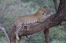7 Days Maasai Mara National park , Amboseli parks and Nakuru safaris