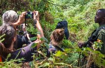 2-Day Gorilla Trek in Uganda