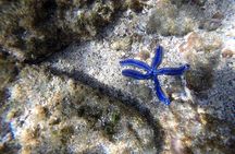 Ocean Kayak and Snorkeling 