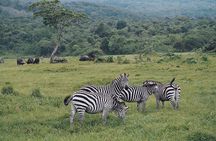 Full Day Private Safari Tour - Arusha National Park 
