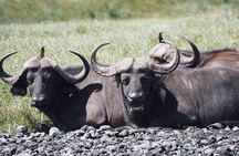 Full Day Private Safari Tour - Arusha National Park 