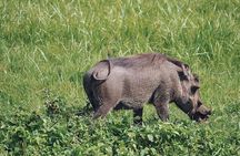 Full Day Private Safari Tour - Arusha National Park 