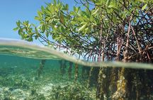 Key Largo Mangrove Private Eco-Tours