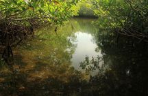 Key Largo Mangrove Private Eco-Tours