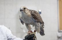 Falcon Hospital Tour with Hotel Pick up & Drop off 
