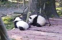 Chengdu Giant Panda Base Private half day tour