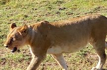 7 Days Mara/L.Naivasha/L.Nakuru/Amboseli