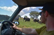 A Visit to The Giants in Tarangire NP.