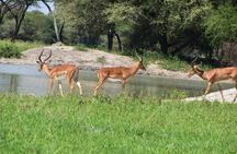 A Visit to The Giants in Tarangire NP.