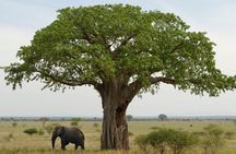 A Visit to The Giants in Tarangire NP.