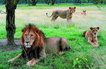 Lake Nakuru National Park - Day Trip (With Park Fees)