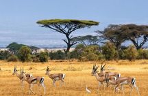 1 Day Classic Amboseli Safari