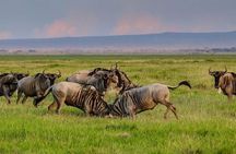 1 Day Classic Amboseli Safari