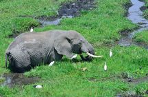 1 Day Classic Amboseli Safari