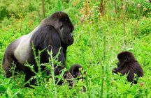 1 Day Gorilla Trekking Safari Tour